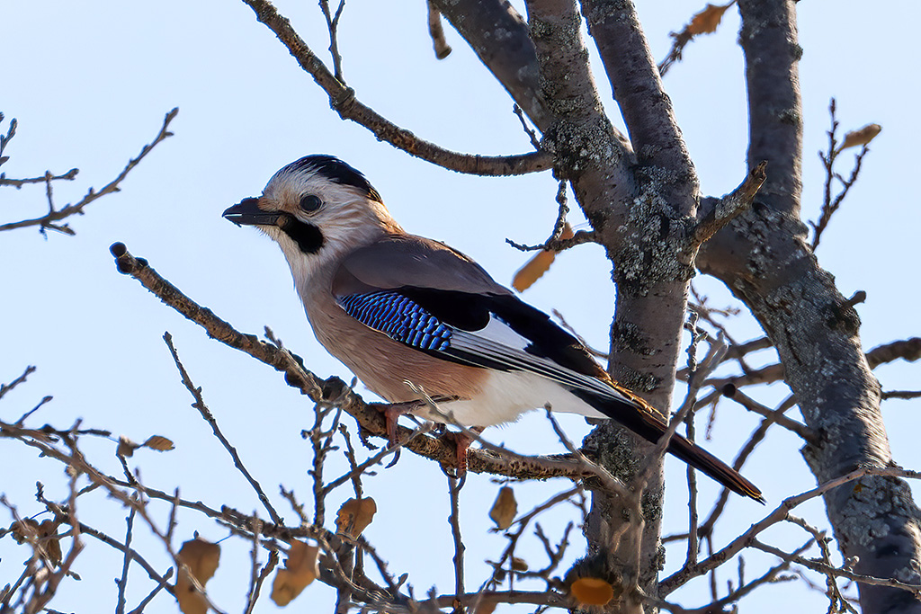 Eurasian Jay