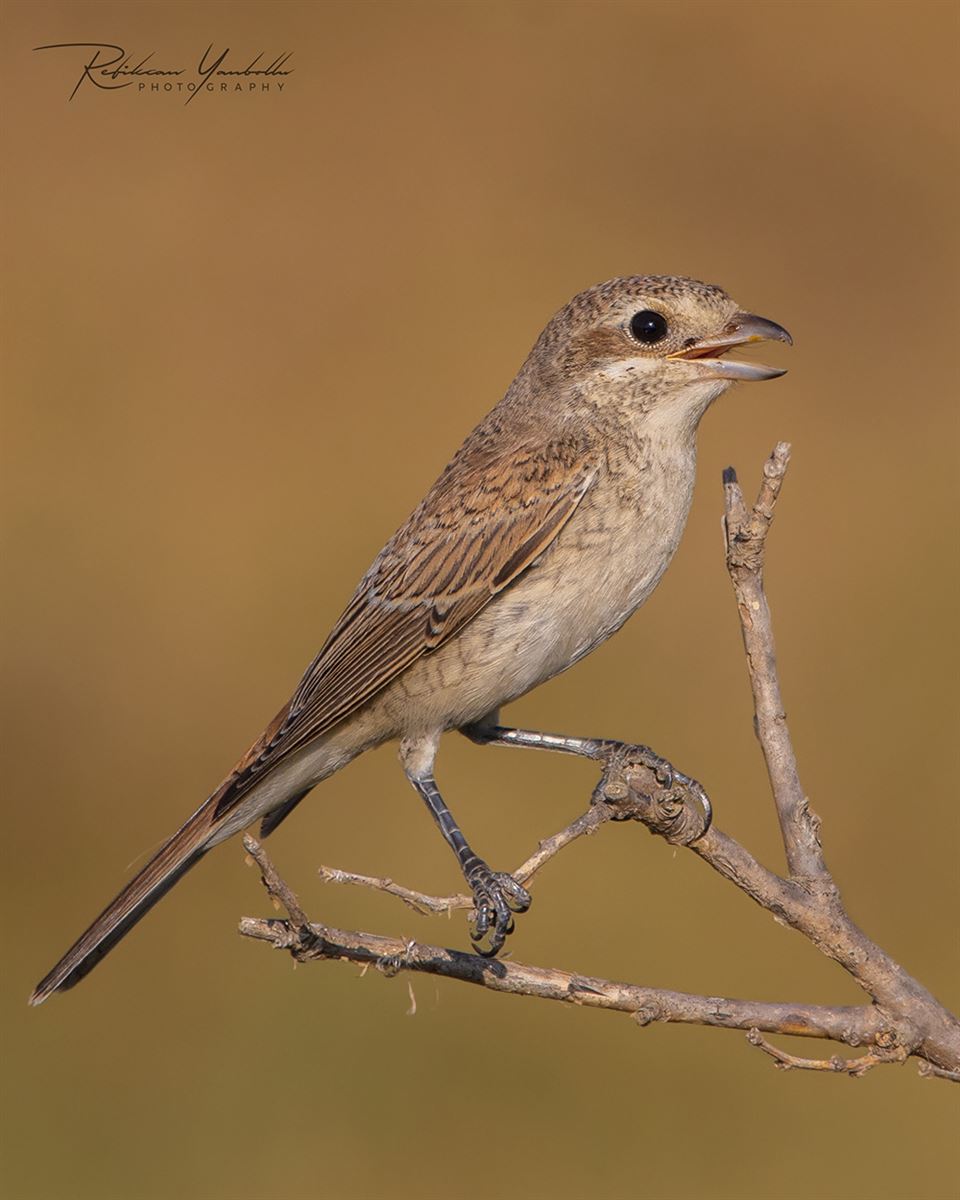 Red-backed Shrike