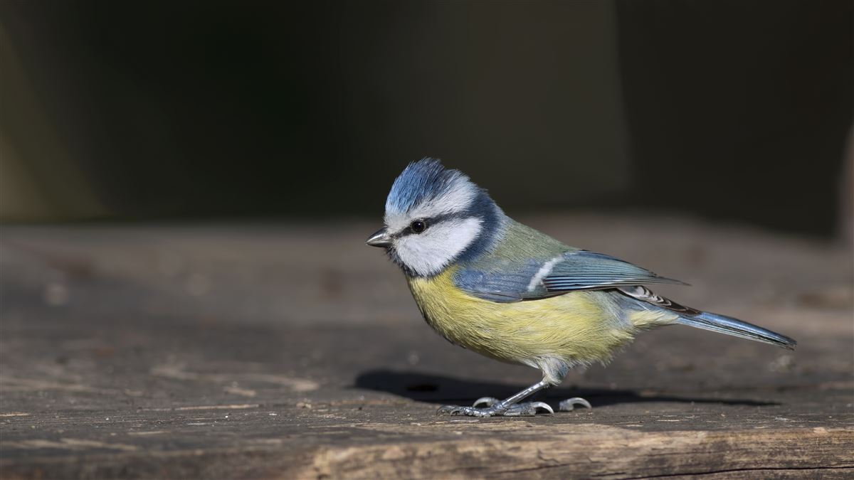 Eurasian Blue Tit