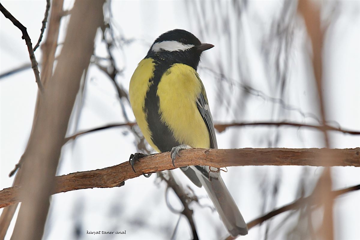 Great Tit