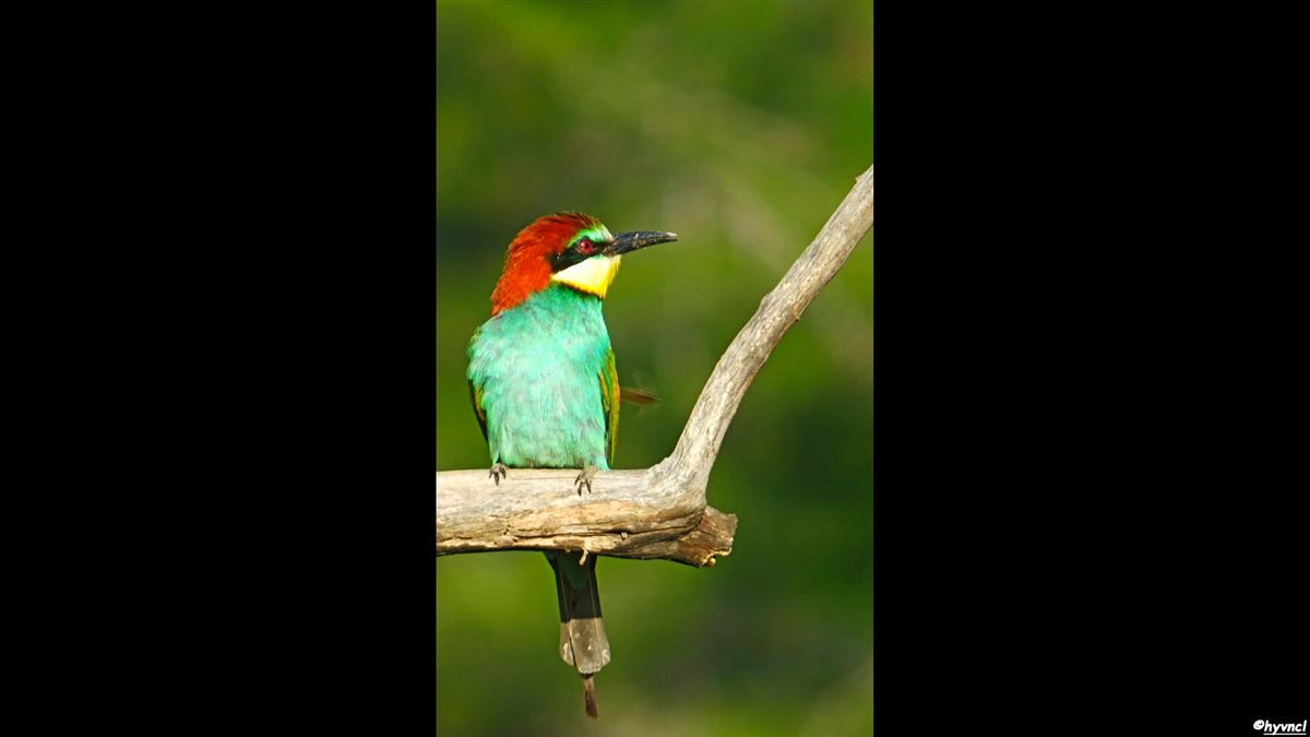 European Bee-eater