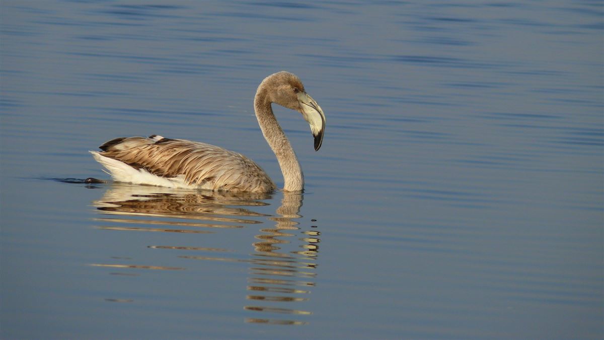 Greater Flamingo