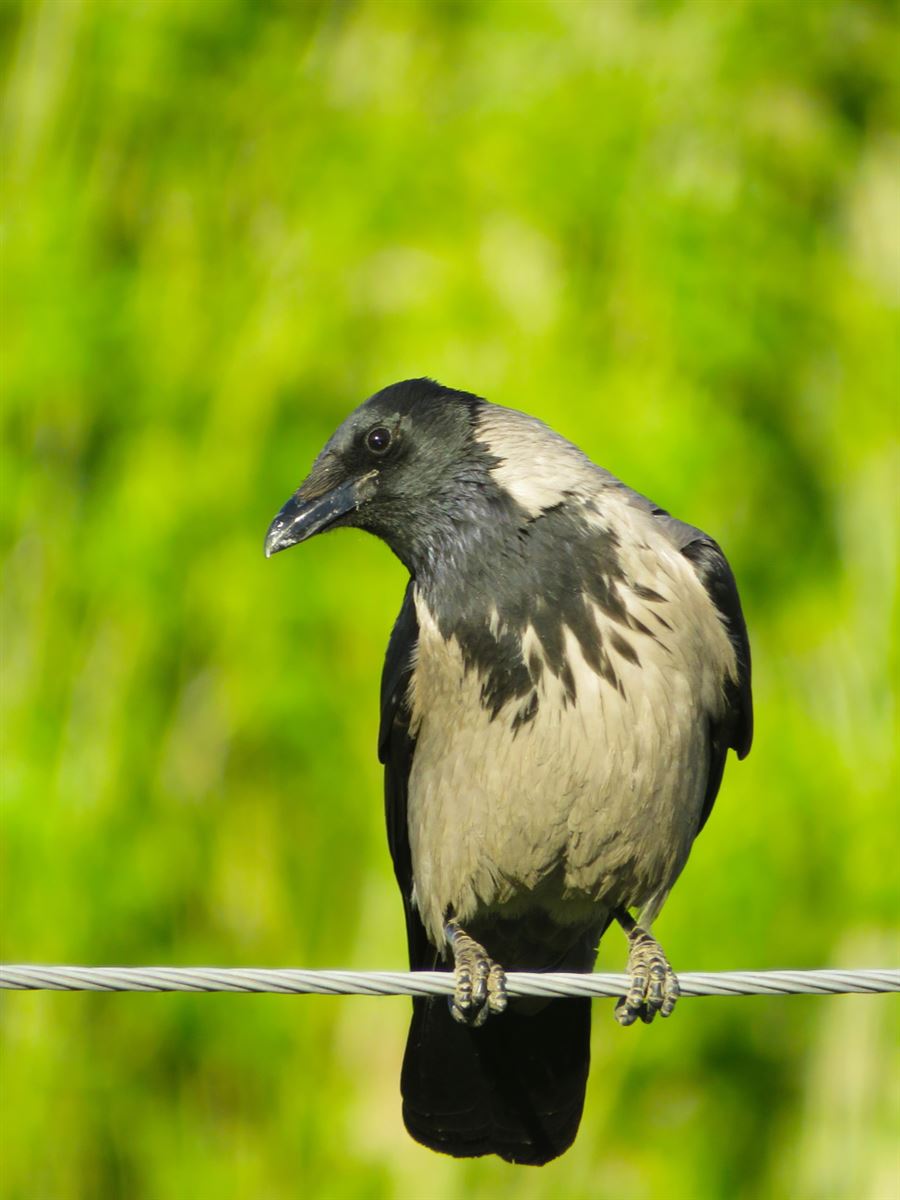 Hooded Crow