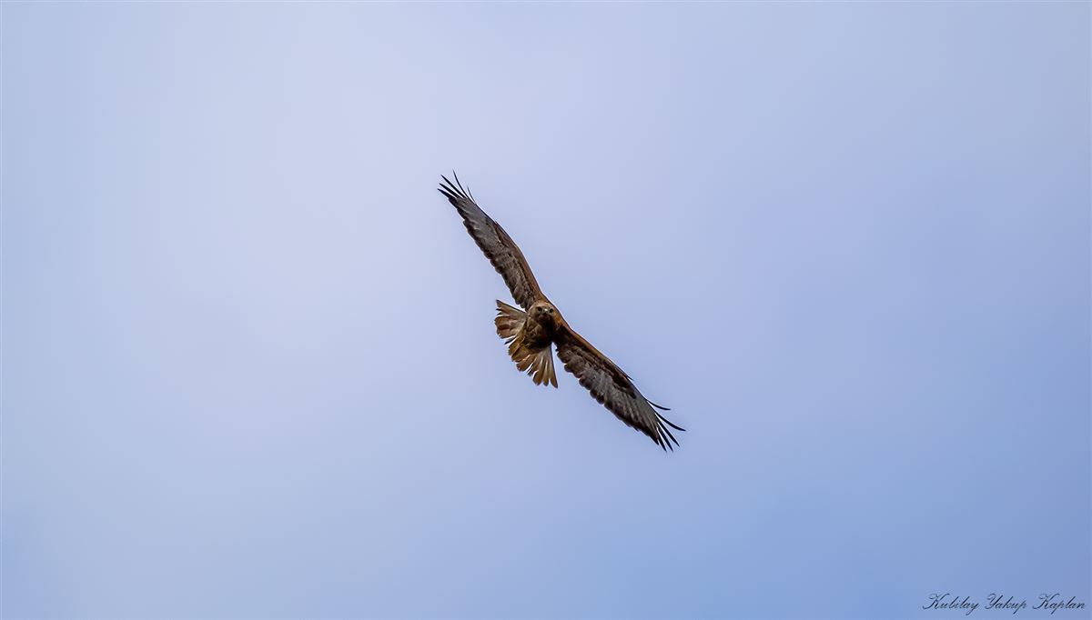 Long-legged Buzzard