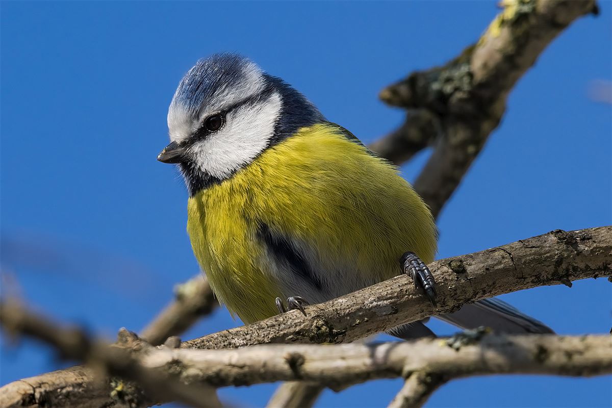 Eurasian Blue Tit