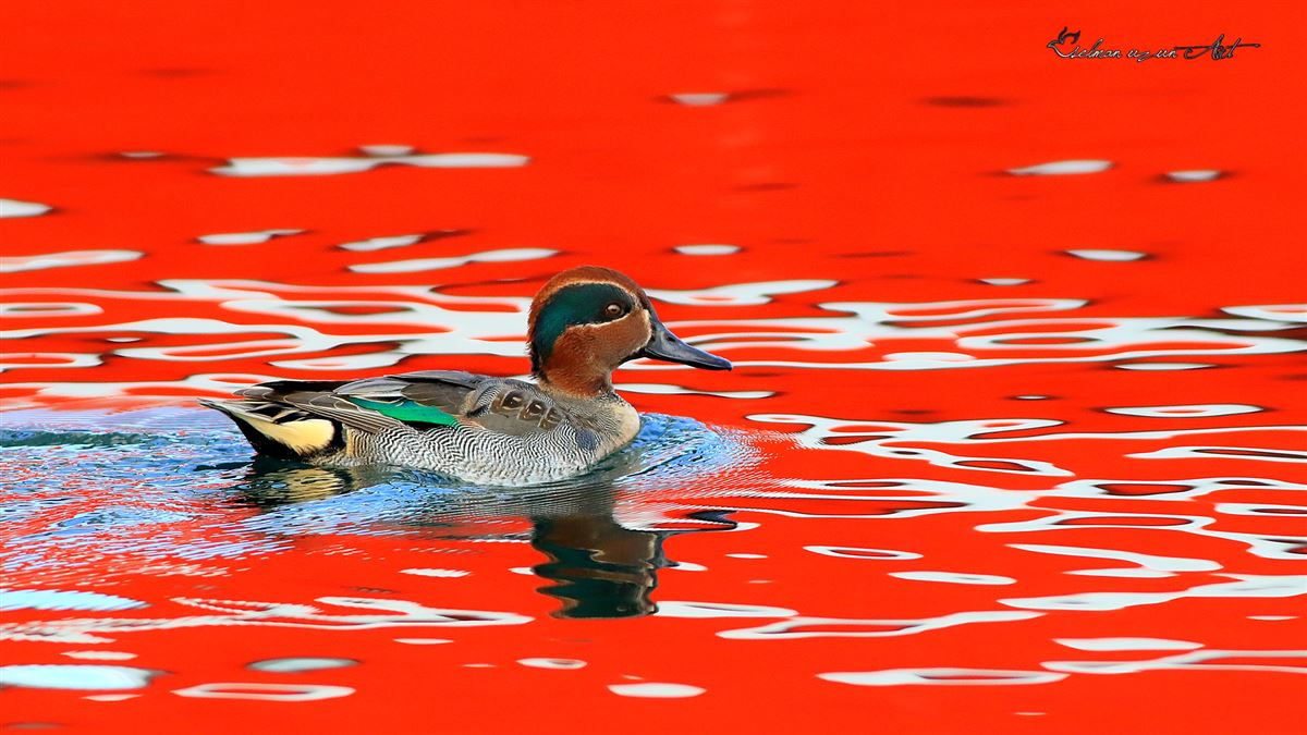 Eurasian Teal