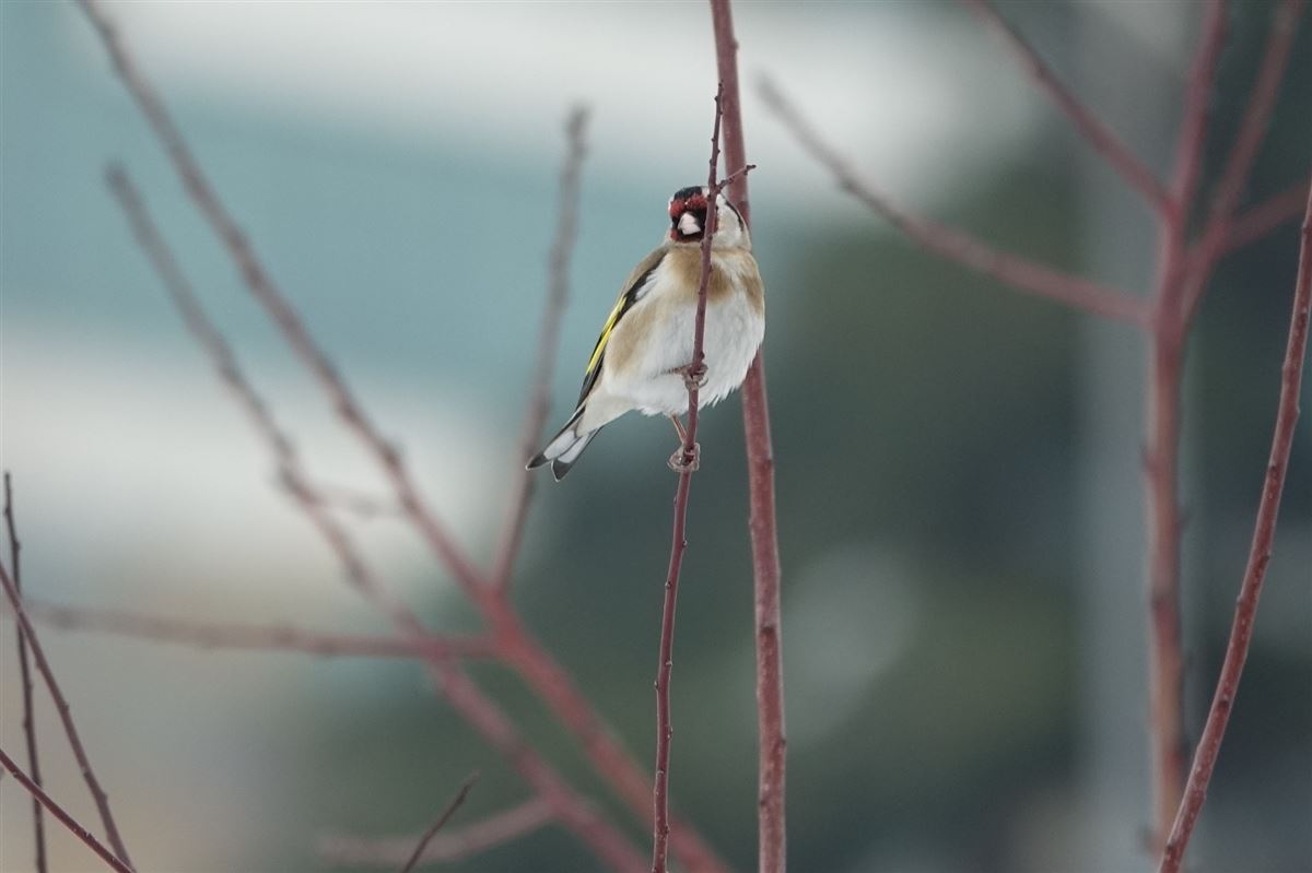 European Goldfinch