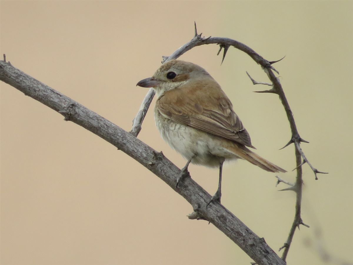 Red-backed Shrike