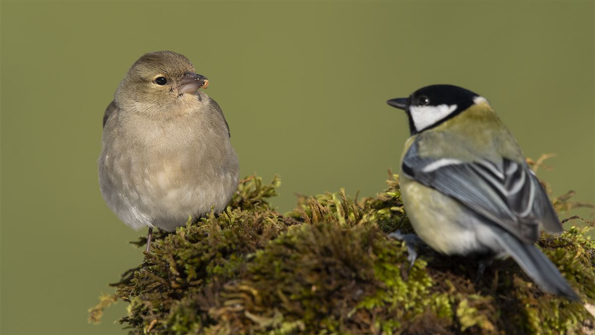Common Chaffinch
