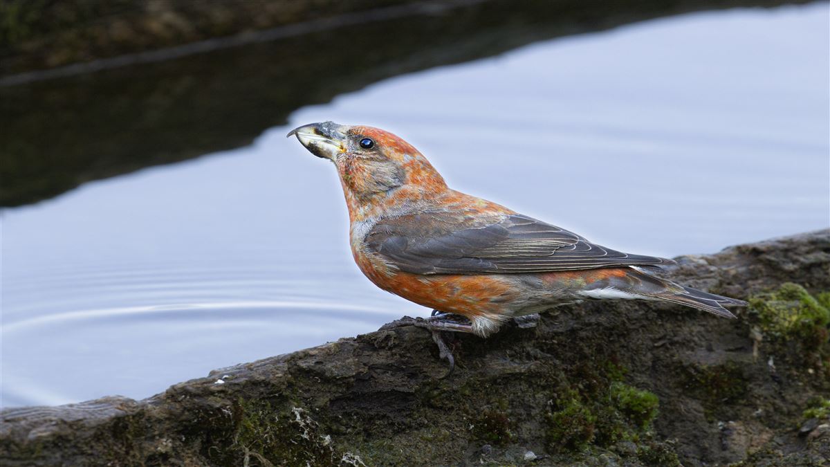 Red Crossbill