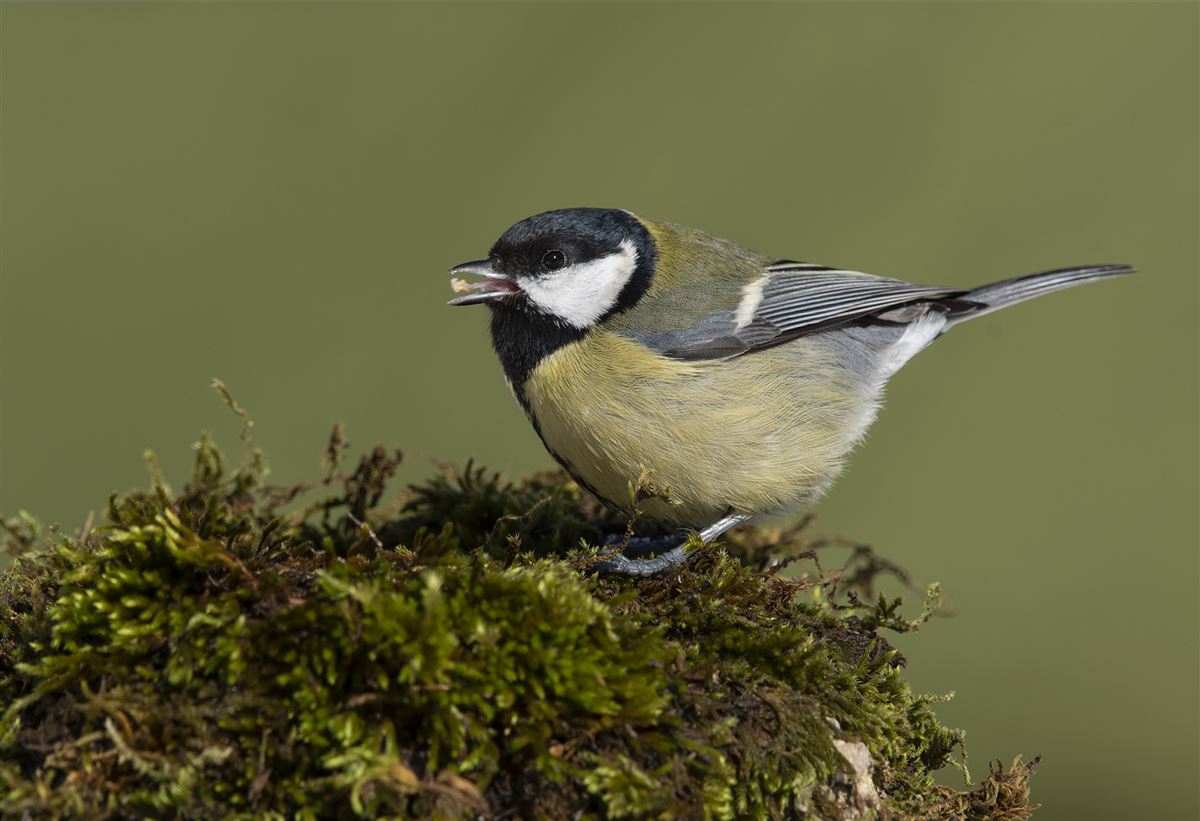 Great Tit
