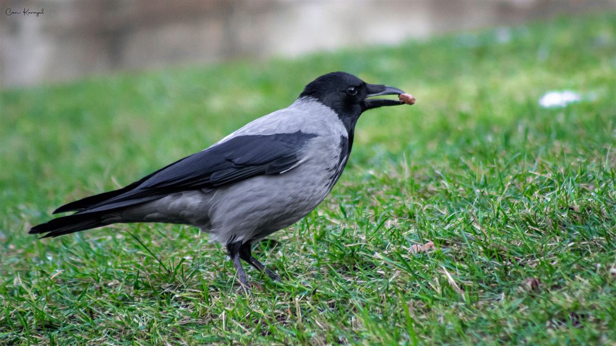 Hooded Crow