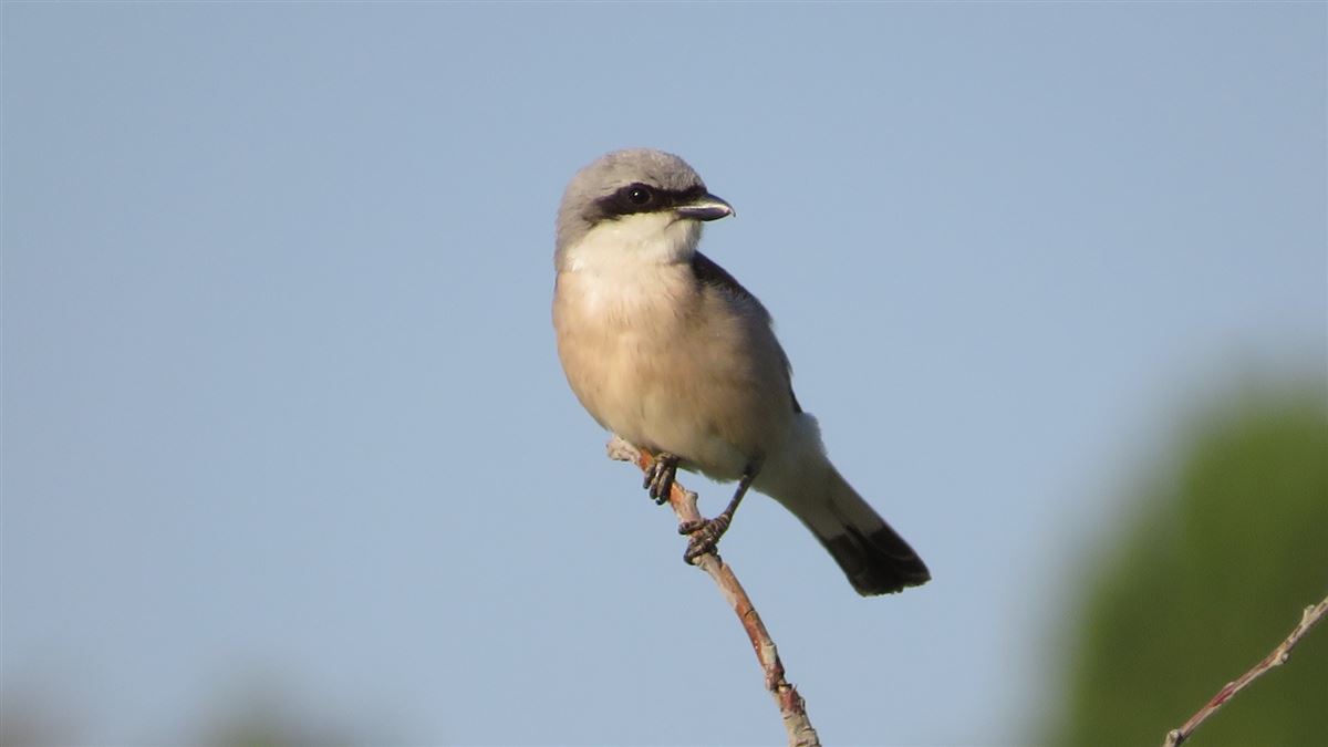 Red-backed Shrike