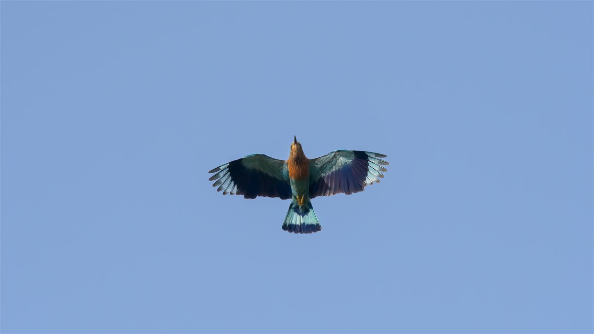 Indian Roller
