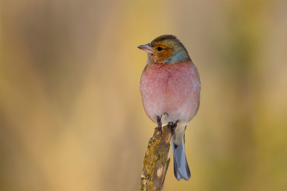 Common Chaffinch