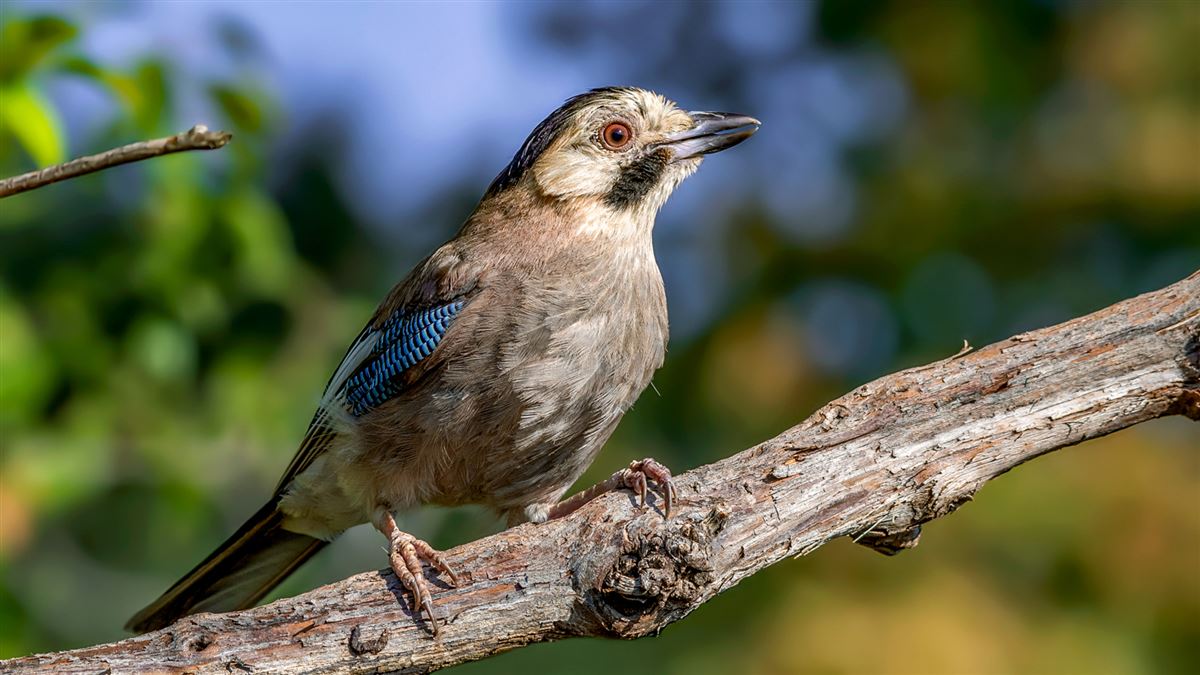 Eurasian Jay