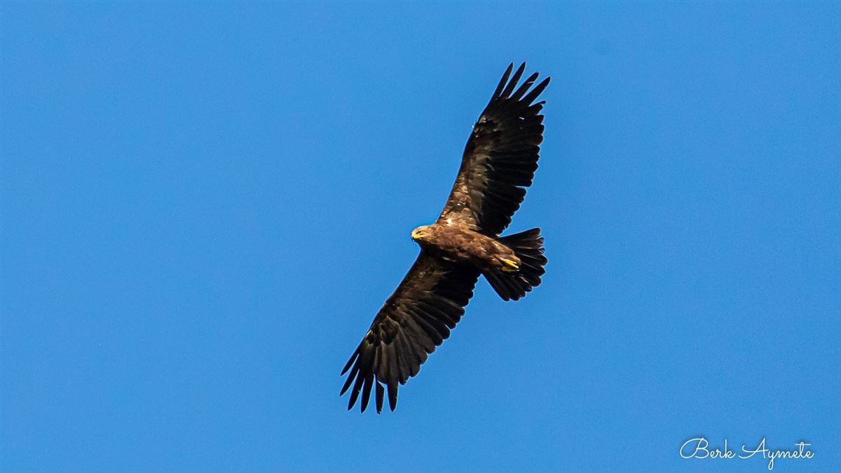 Lesser Spotted Eagle