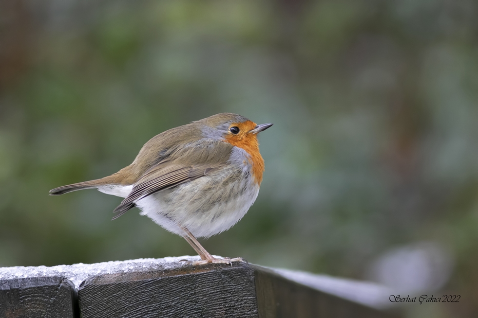 European Robin