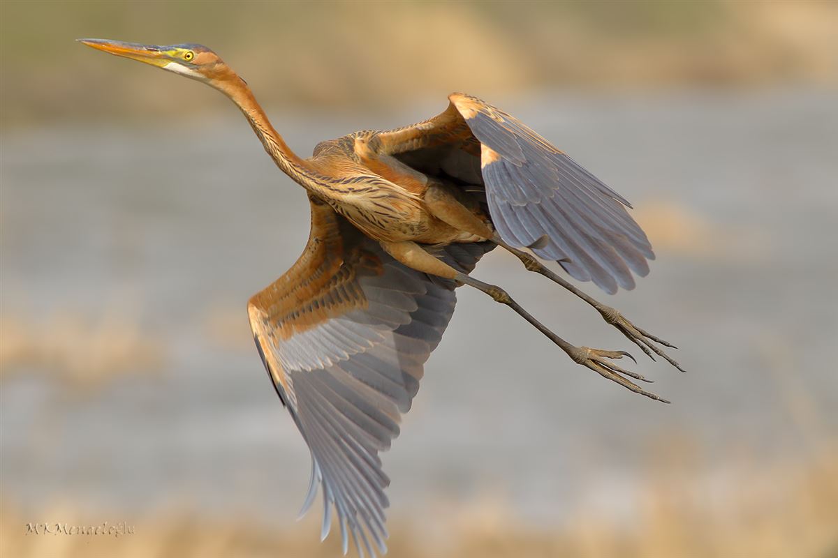 Purple Heron