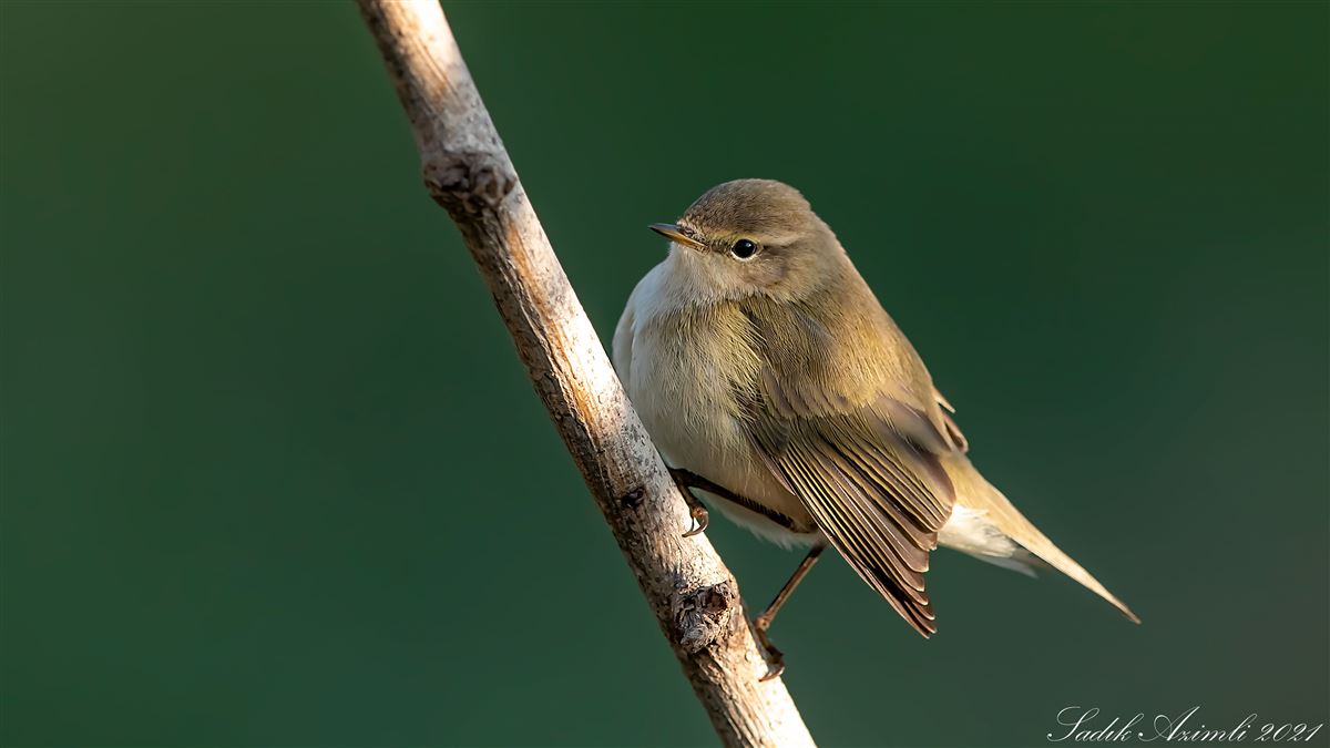 Common Chiffchaff