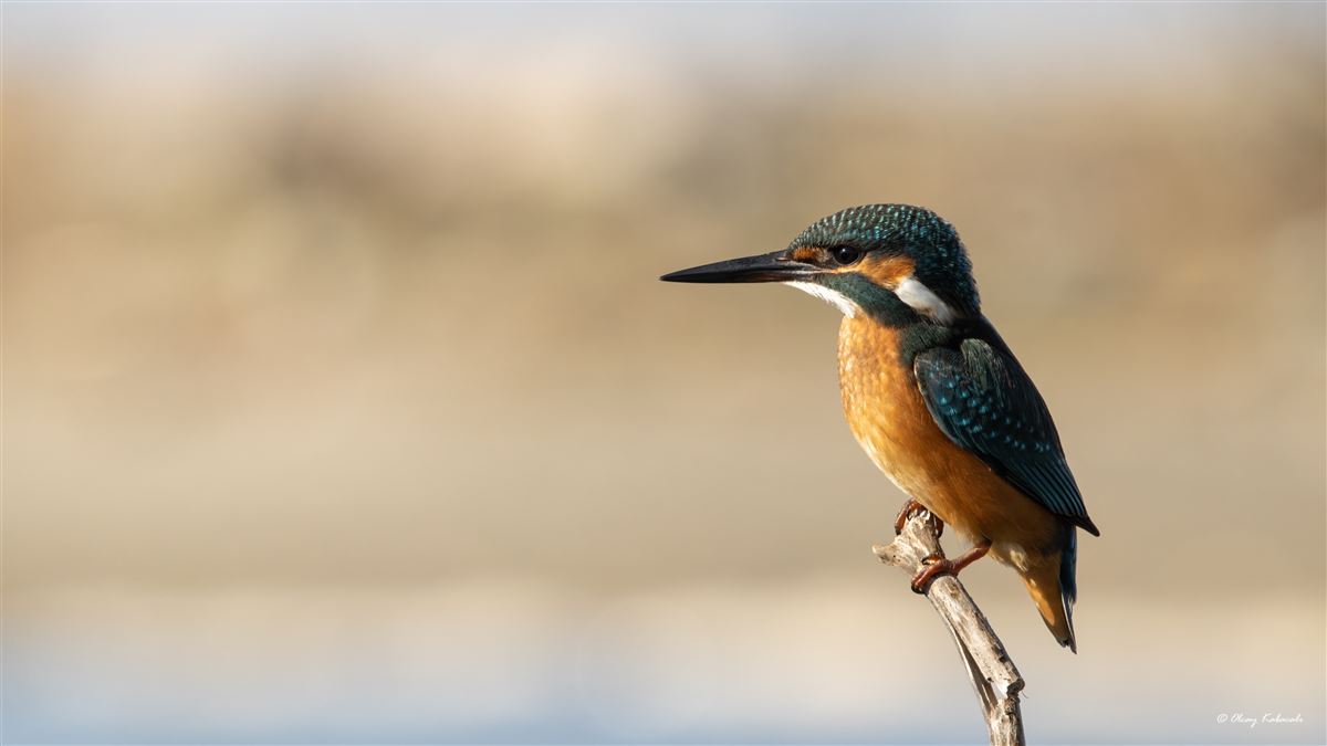 Common Kingfisher
