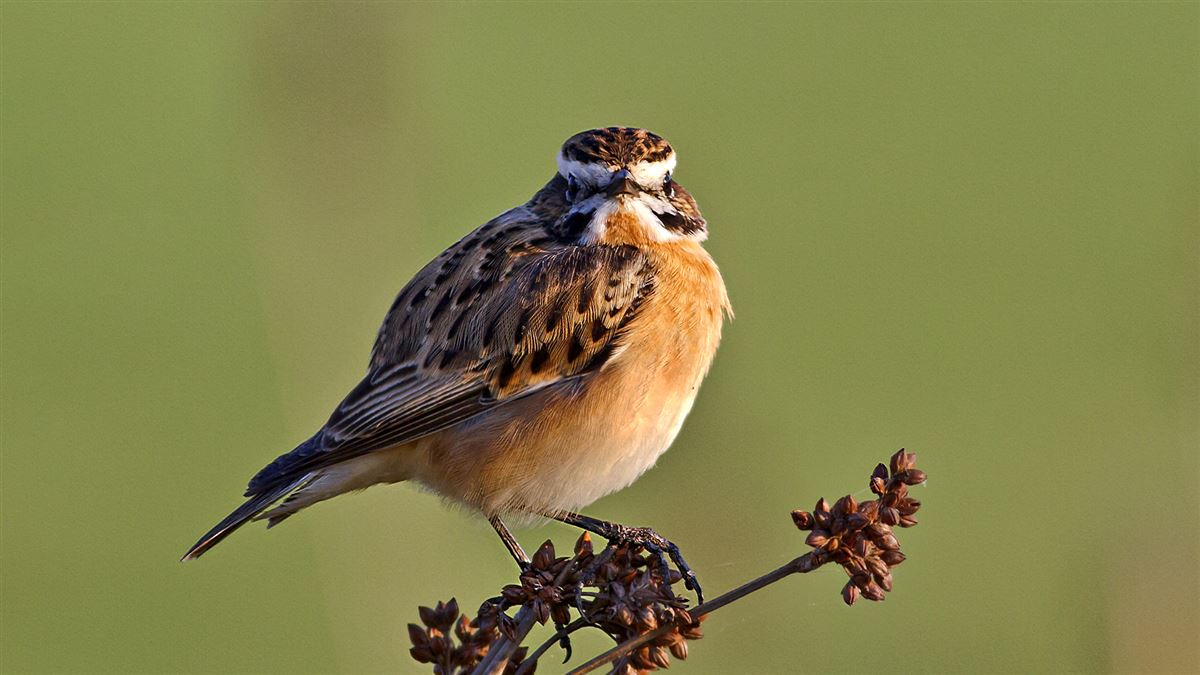 Whinchat