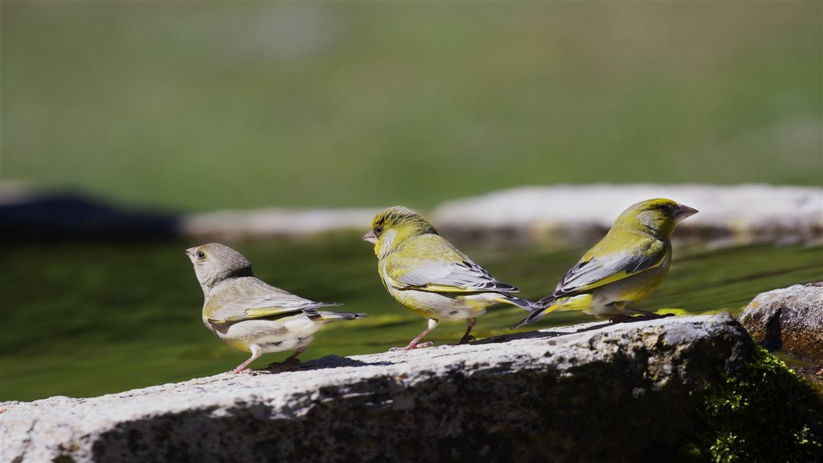 European Greenfinch