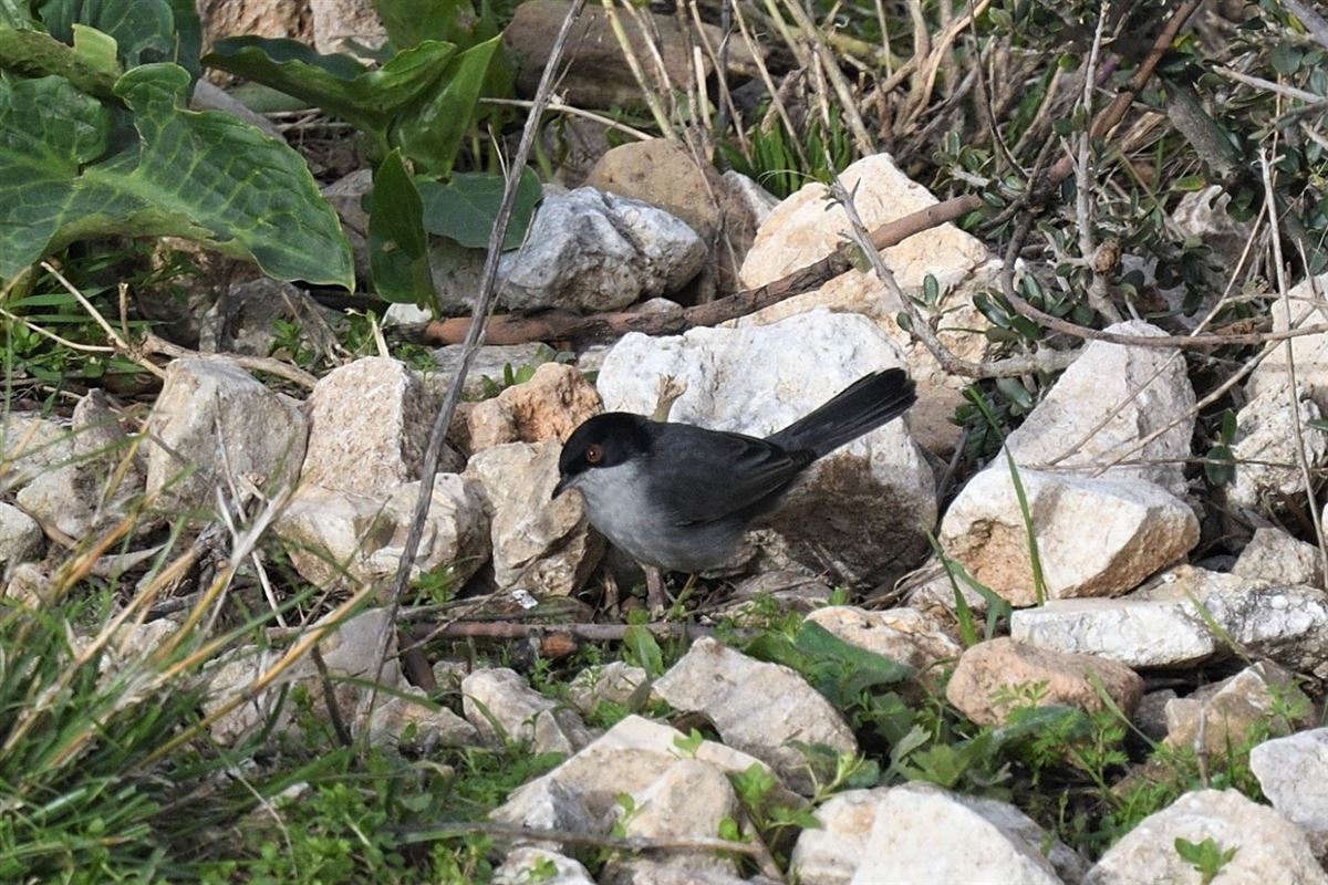 Maskeli Ötleğen