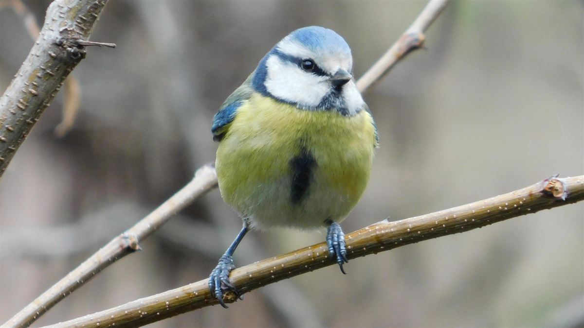 Eurasian Blue Tit