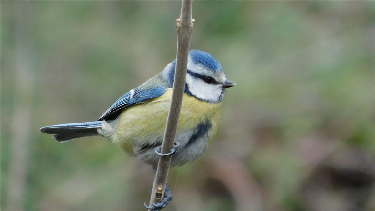 Eurasian Blue Tit