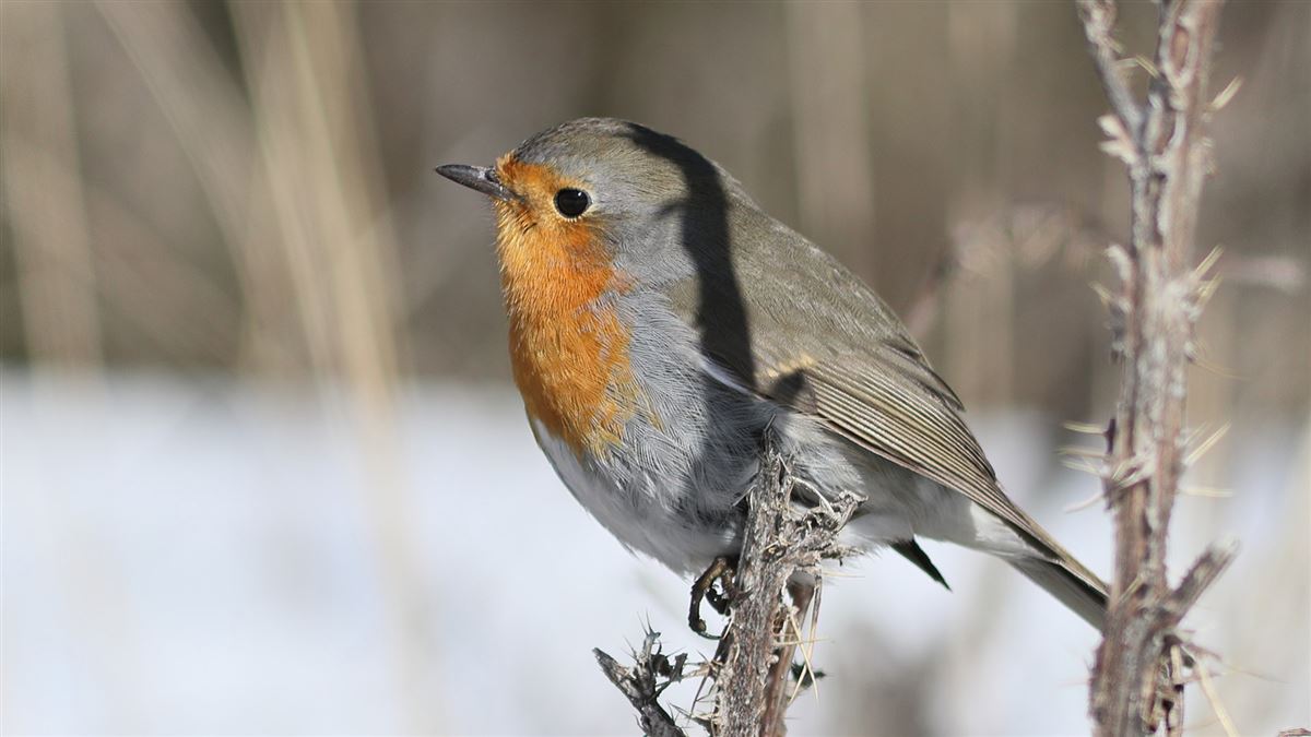 European Robin