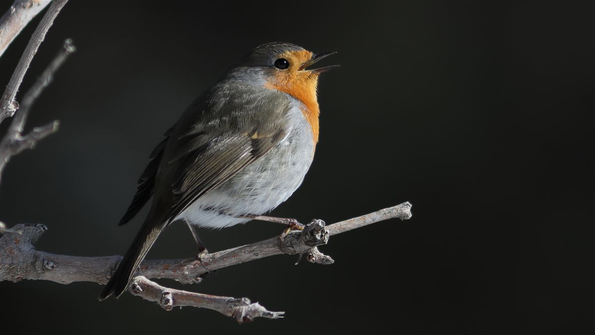 European Robin