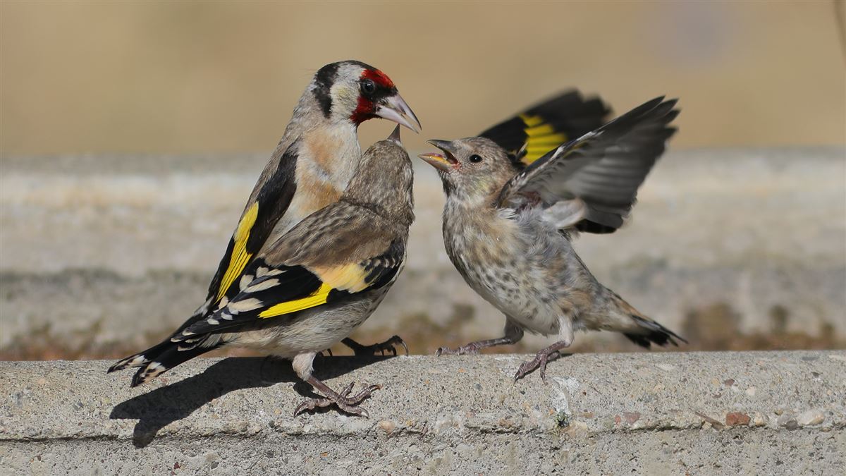 European Goldfinch