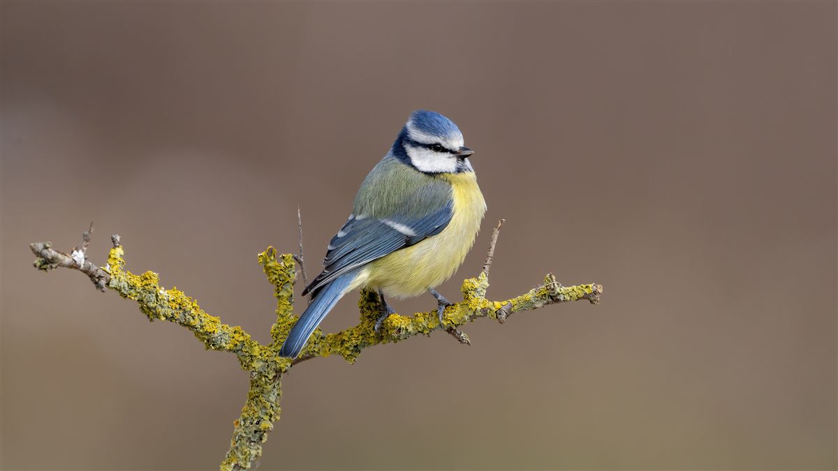 Eurasian Blue Tit
