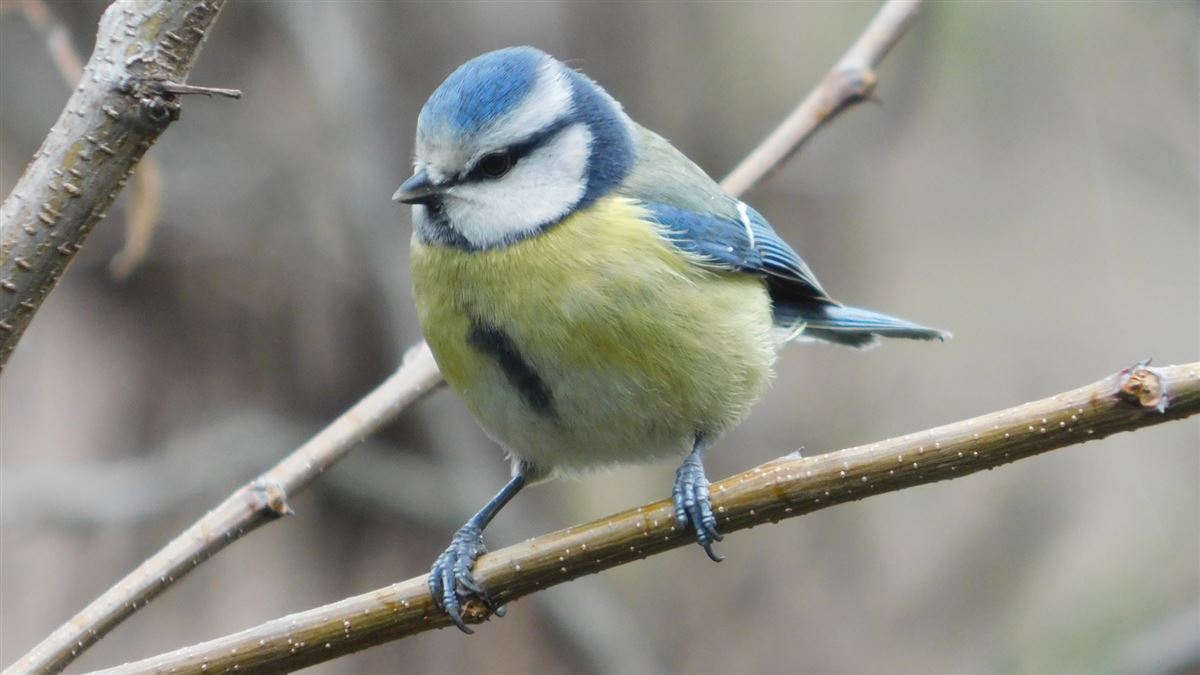 Eurasian Blue Tit