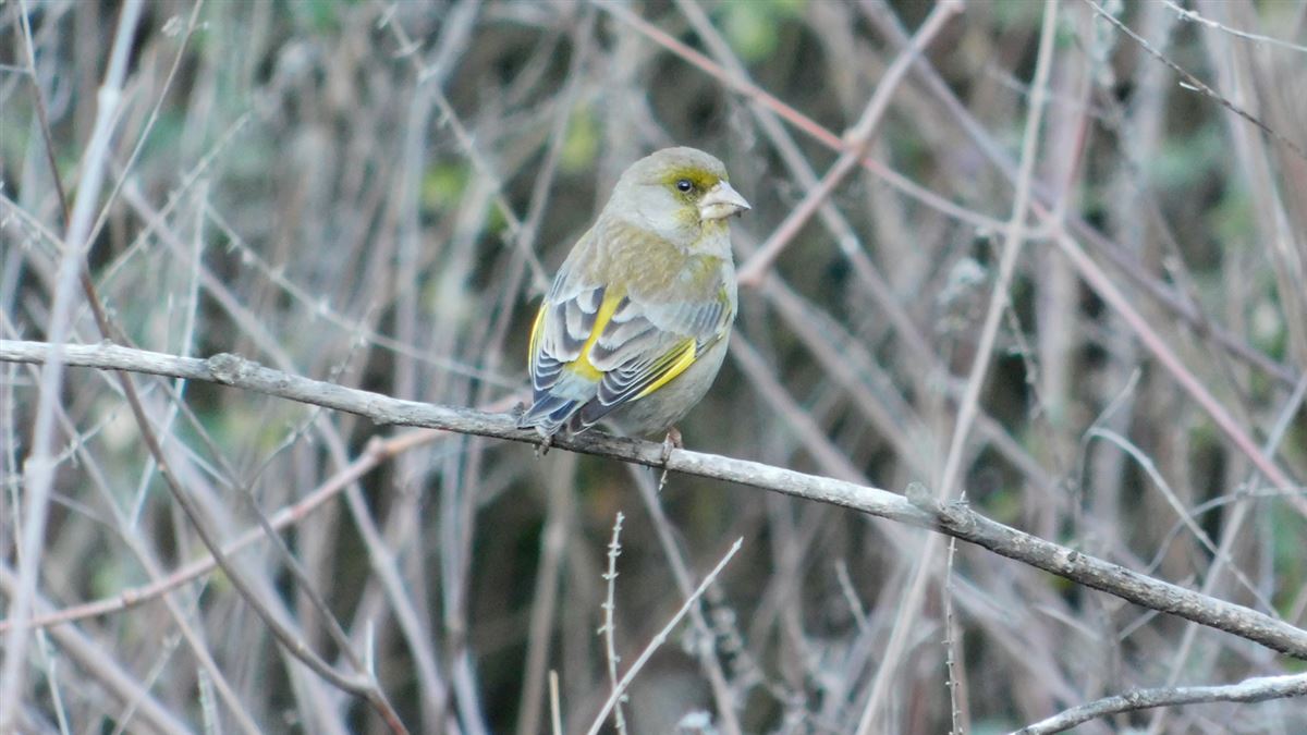 European Greenfinch