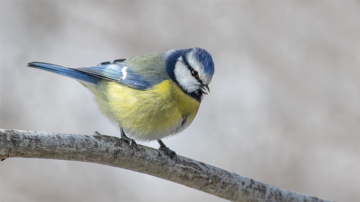 Eurasian Blue Tit