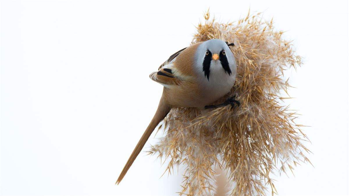 Bearded Reedling