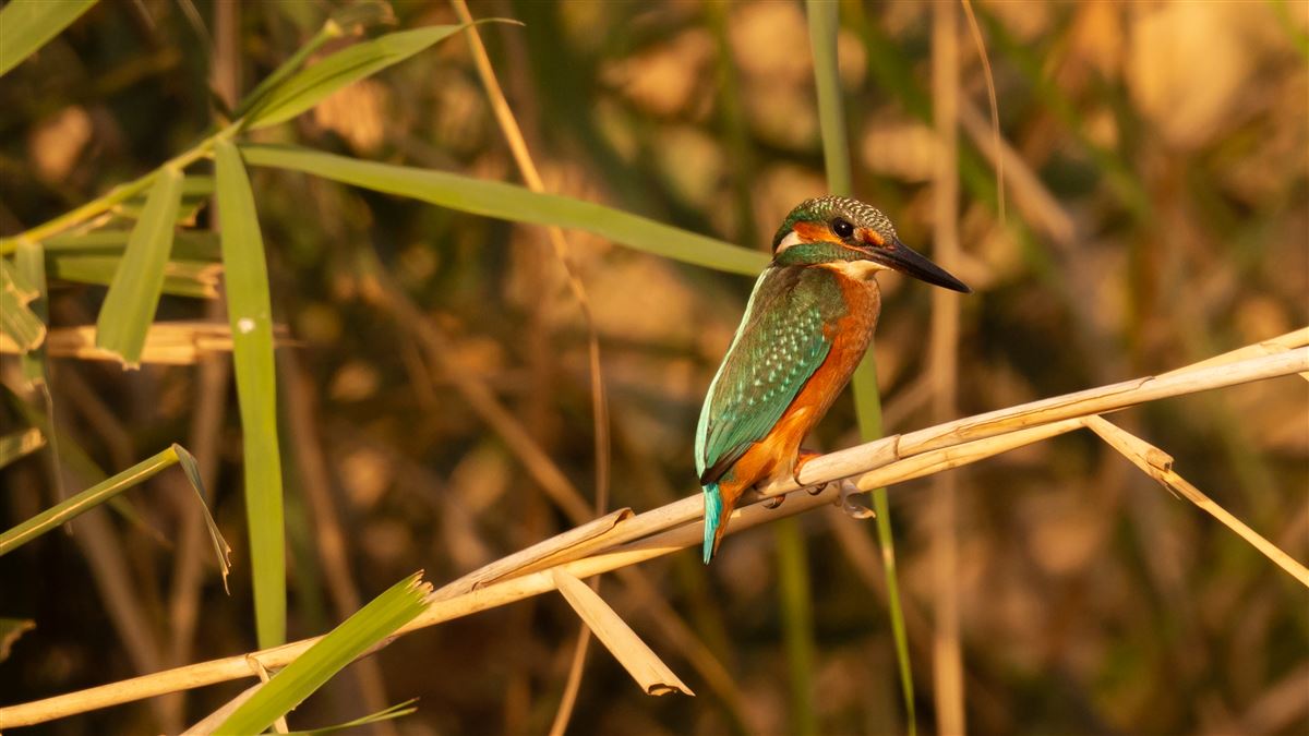 Common Kingfisher