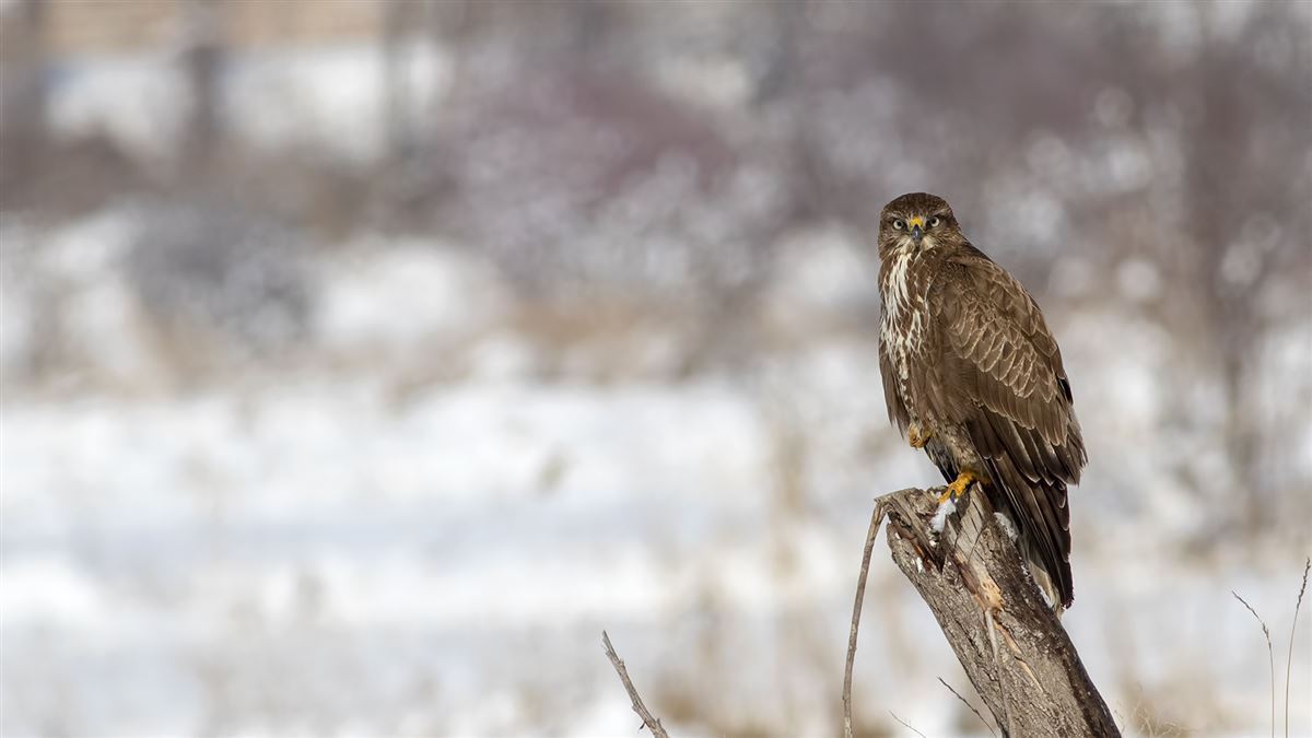 Common Buzzard