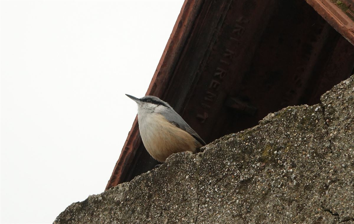 Western Rock Nuthatch