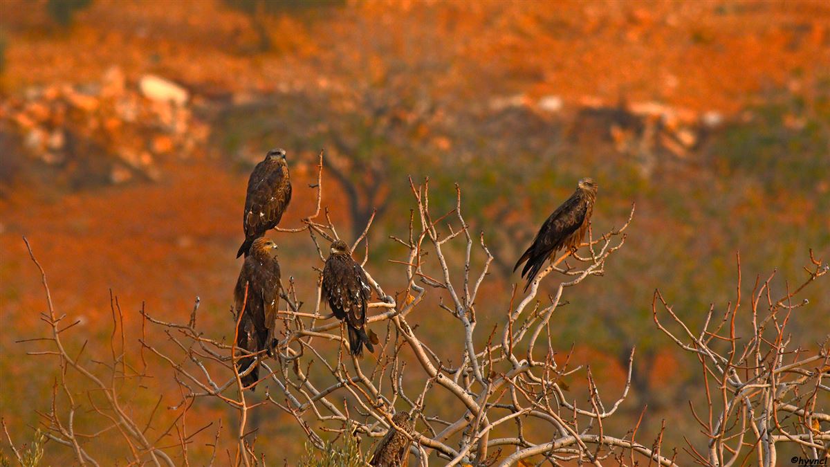 Black Kite