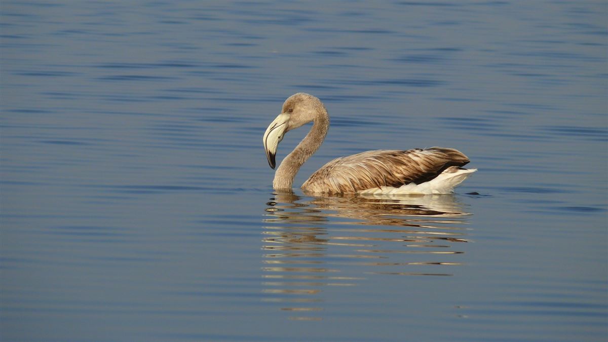 Greater Flamingo