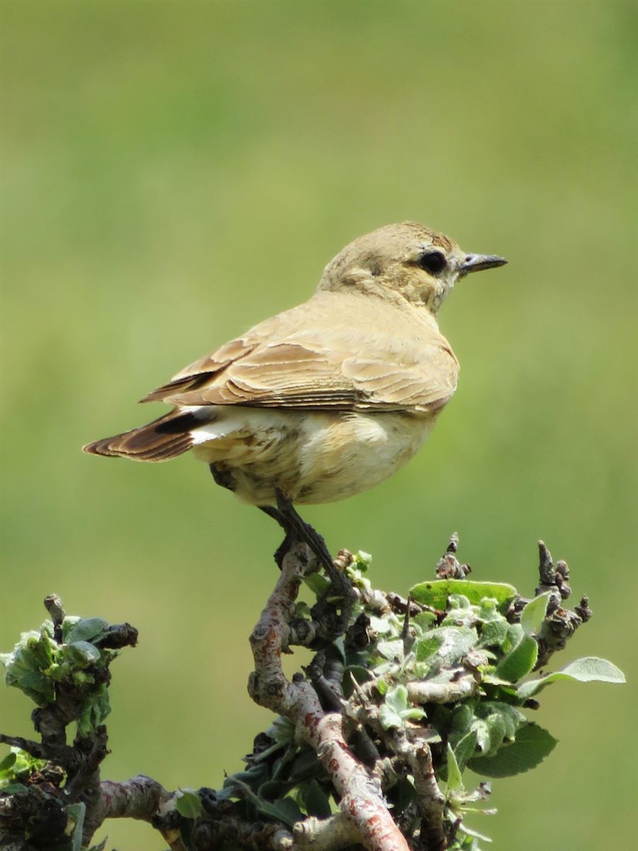 Isabelline Wheatear