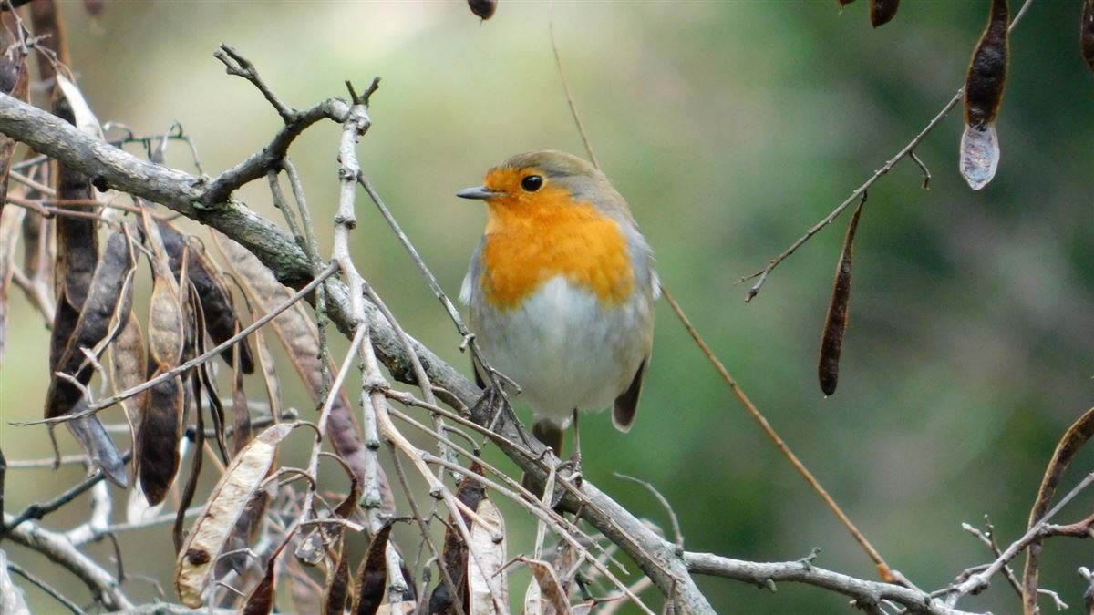 European Robin