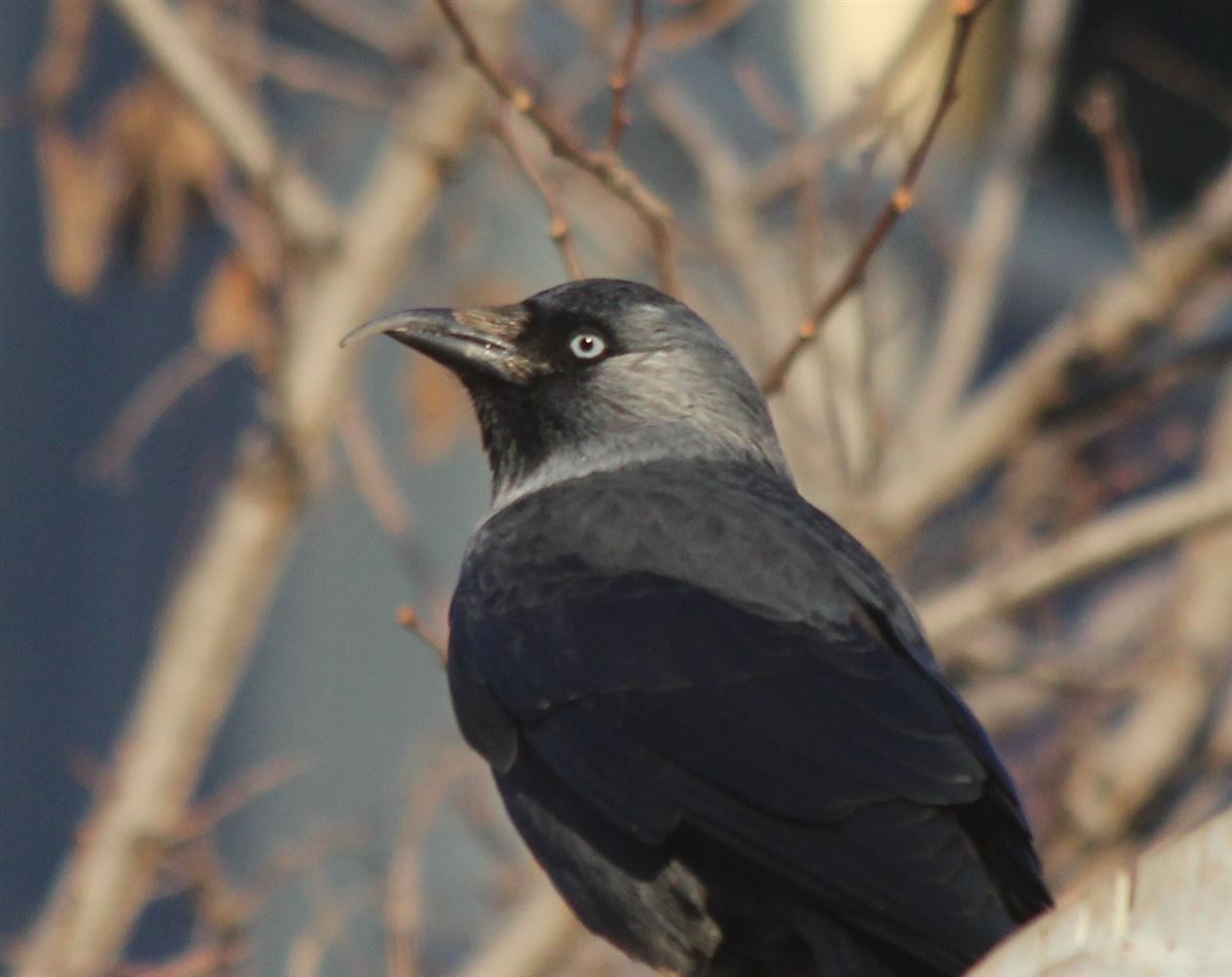 Western Jackdaw
