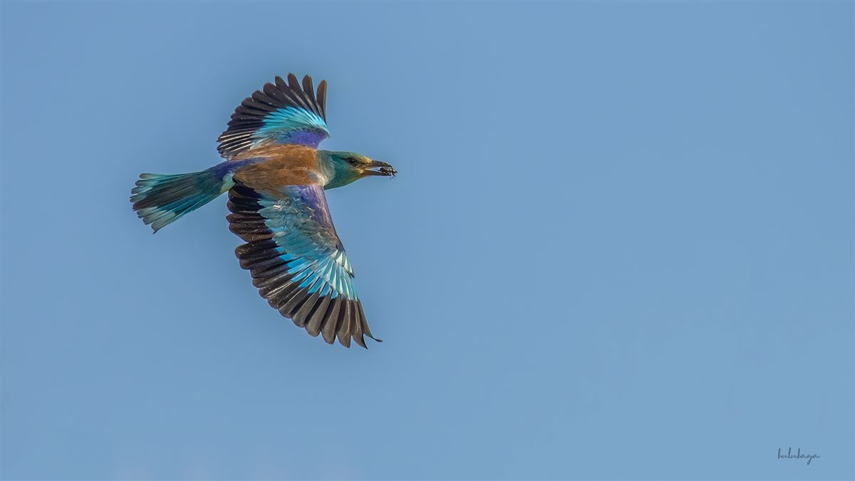 European Roller