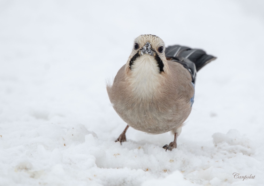 Eurasian Jay