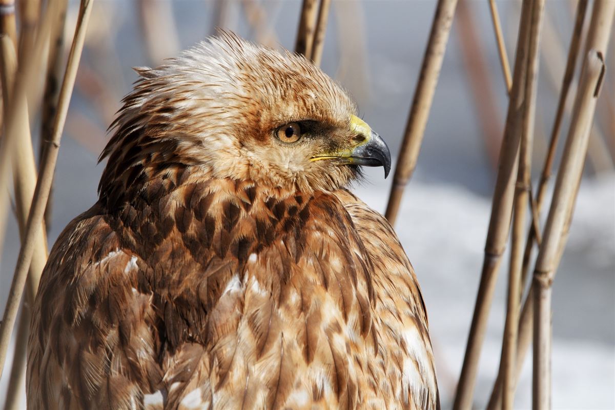Western Marsh Harrier