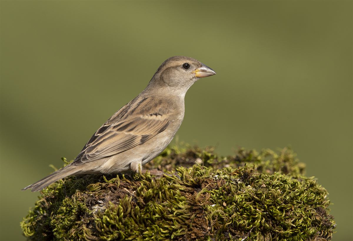 House Sparrow